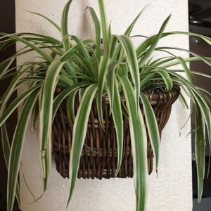 Wicker Wall planter